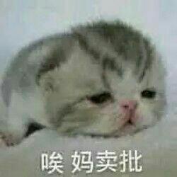 软妹猫咪表情QAQ_日常_第一弹达康表情书记包传播学图片