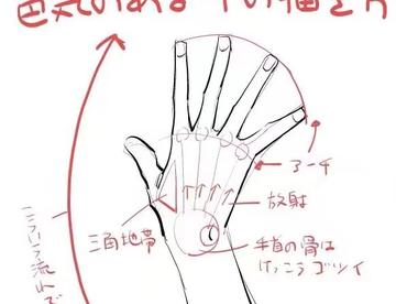 骨感的手的绘制教程