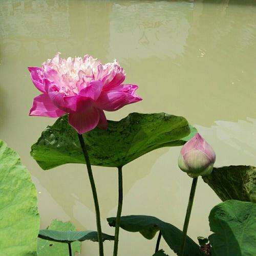 [泰剧][随译Sub]以爱为营 09[泰语中字]|第一弹 