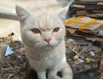 学校外面快递站的猫