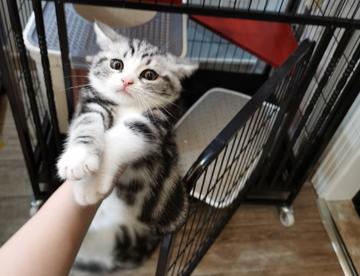 养了只猫