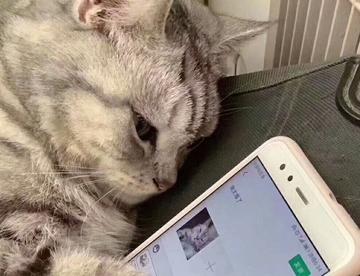 超级可爱又沙雕的猫咪表情包