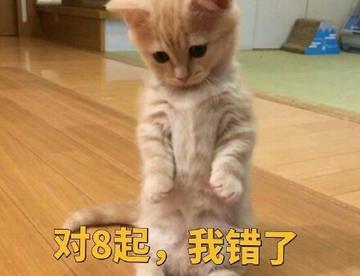 一组可爱的小橘猫