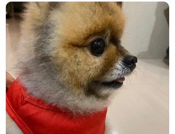 迪迪推特更新