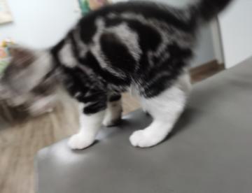 泡泡