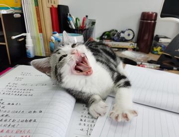泡泡