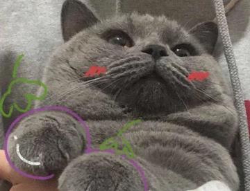 蓝猫