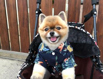 今天的夏威夷刀哥 太可爱咧