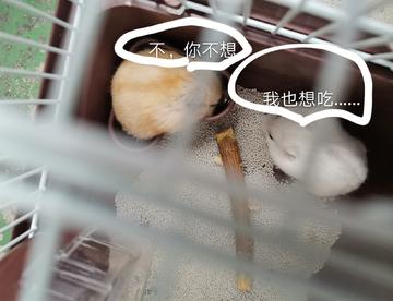 仓鼠d日常