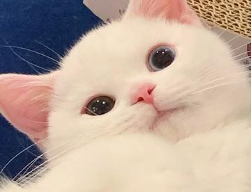 萌系猫咪楼  (壁纸+头像+背景)