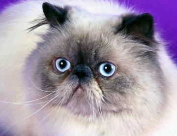 可爱的猫