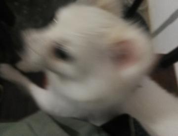 狗少女来了