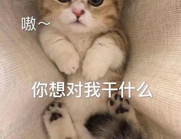 猫猫头