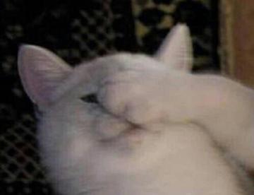 猫咪情头