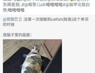 这是什么品种的鱼？还是猫？