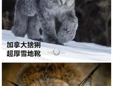 ：我：“猫猫、漂亮猫猫、大耳朵猫、条纹狗、斑点狗、各种熊