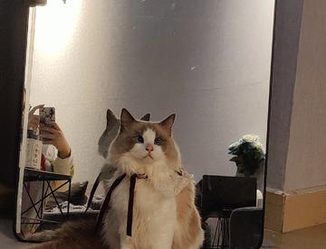 【猫】会有小猫咪自己钻进猫包里