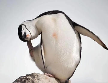 冷知识：企鹅可以用脚挠到头