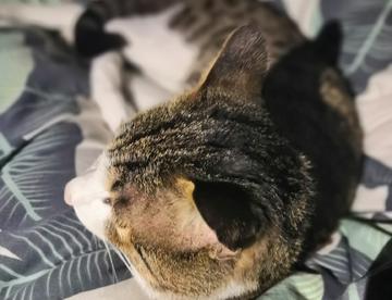 猫猫头