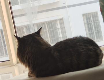 小猫看着窗外，好像有什么心事