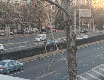 下班路过人行天桥随拍路边老树