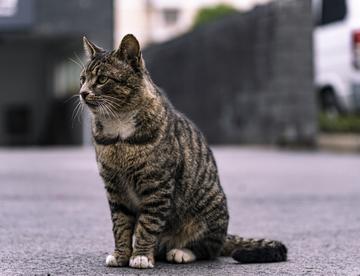 猫猫