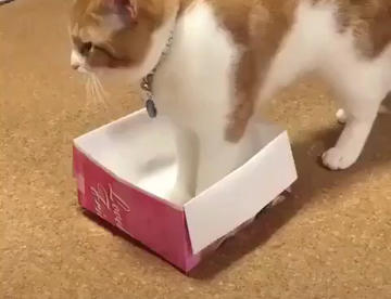 猫咪是液体