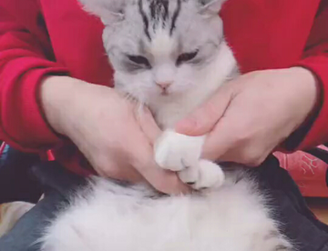 猫被玩坏了