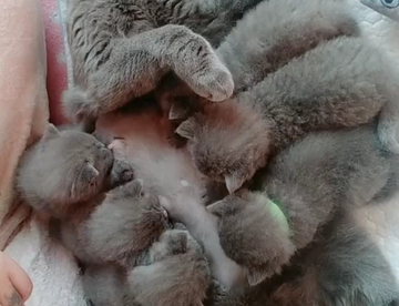 自己生的猫，含泪也要喂完～😂