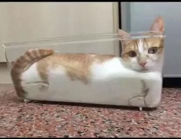 关于猫是液体的最好证明