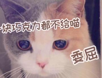 【首发】挣扎着喊巧克力的喵喵