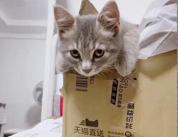 火龙果