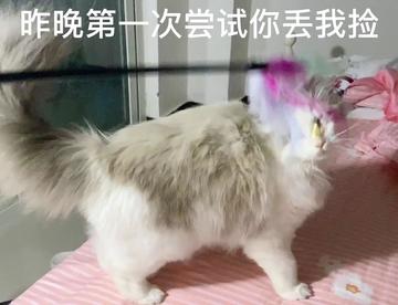 布偶猫|最近发现了妹妹的隐藏技能