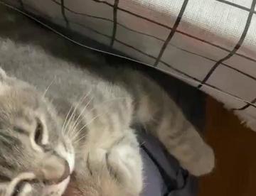 火龙果