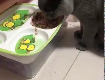 能吃的二宝