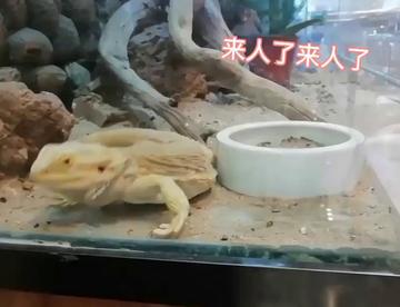 剪映练手作1努力营业的小蜥蜴