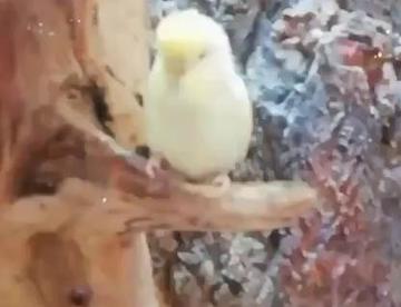 剪映练手2稀里糊涂小鹦鹉