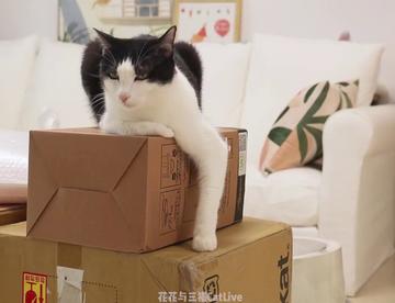 猫：铲屎官又剁手败家，我怎么养得起她啊？！