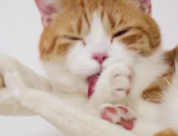 猫草疯长一屋子，5只猫轮番上阵，吃到打嗝~
