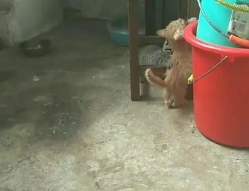 看看两个小猫咪可爱.没