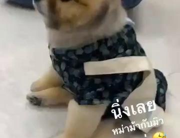 弱小可怜又无助的cho哈哈哈 爸爸奶奶不在不敢吼了 ©mame
