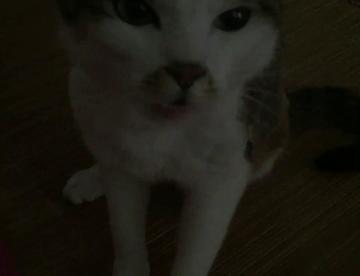 这是在骂我吧，一定是的