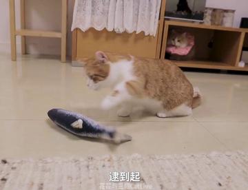 全网销量最高逗猫玩具， 本以为便宜没好货，结果猫疯了人傻了！