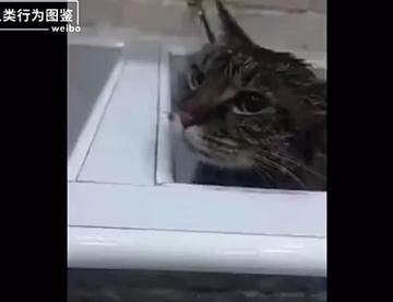 猫咪迷惑行为图鉴