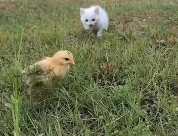 pussy looking for cock