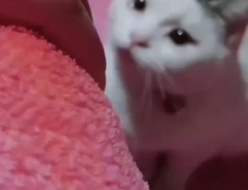 死了，每次看到这个视频心里好难受