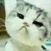 落日旌旗黄龙旗 