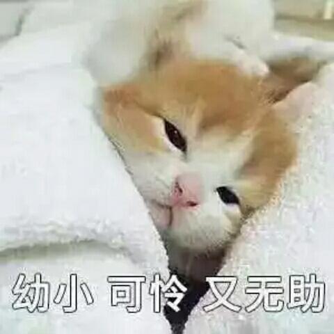 向上40℃