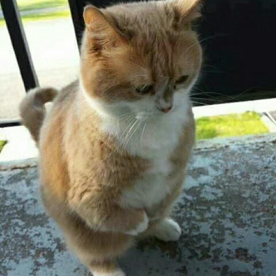 隔壁小姐姐的二哈