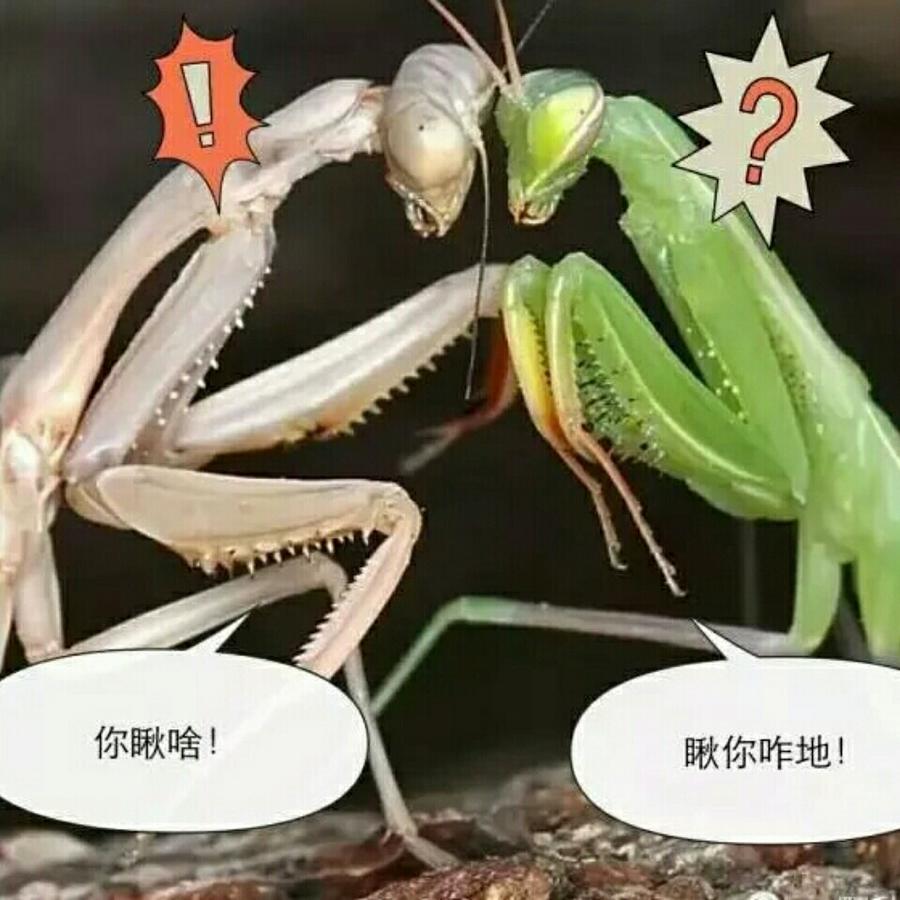 爍海